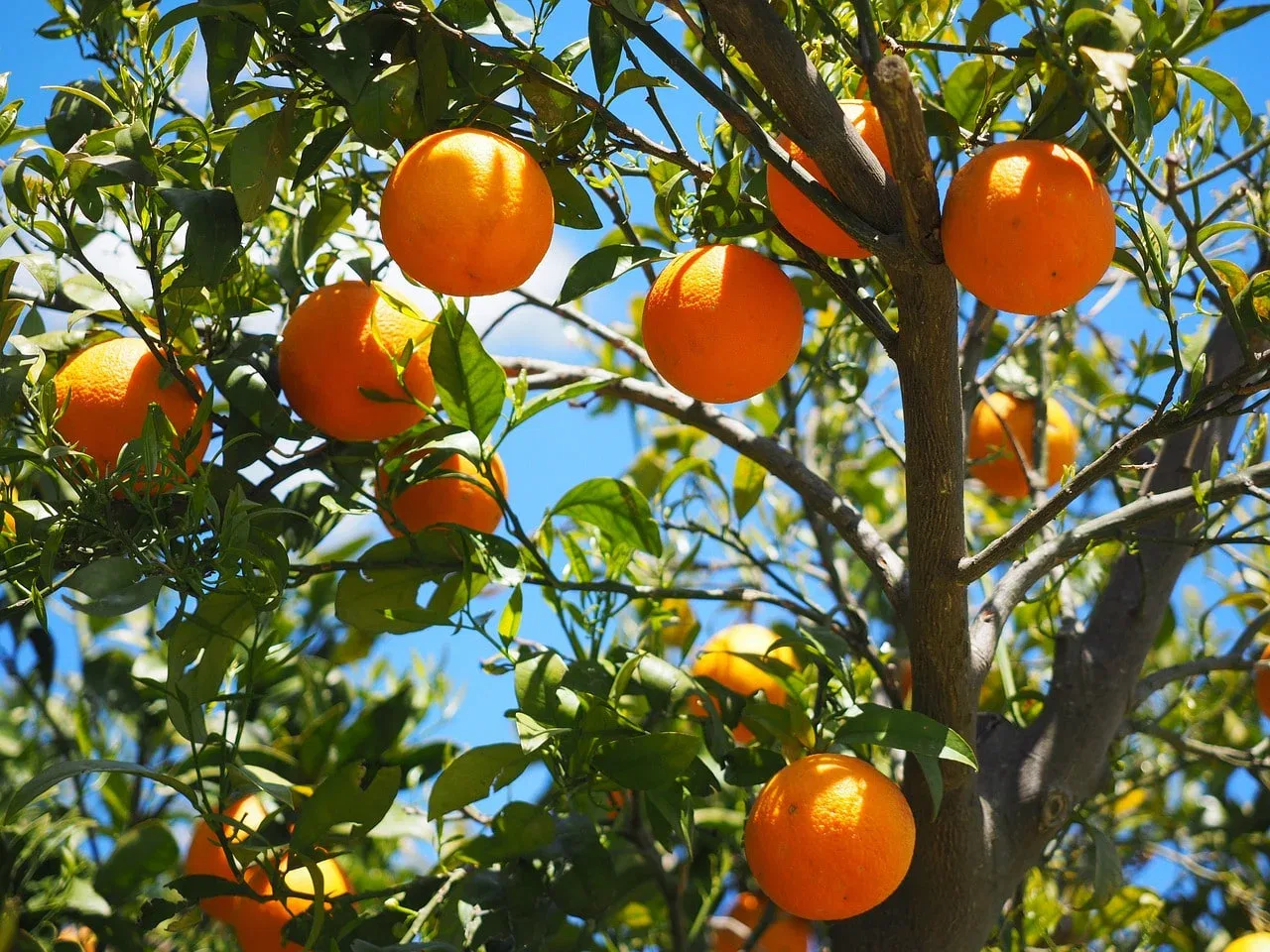 Máy Ép Trái Cây Thương Mại Multifruit: Những Lợi Ích Không Ngờ Tới