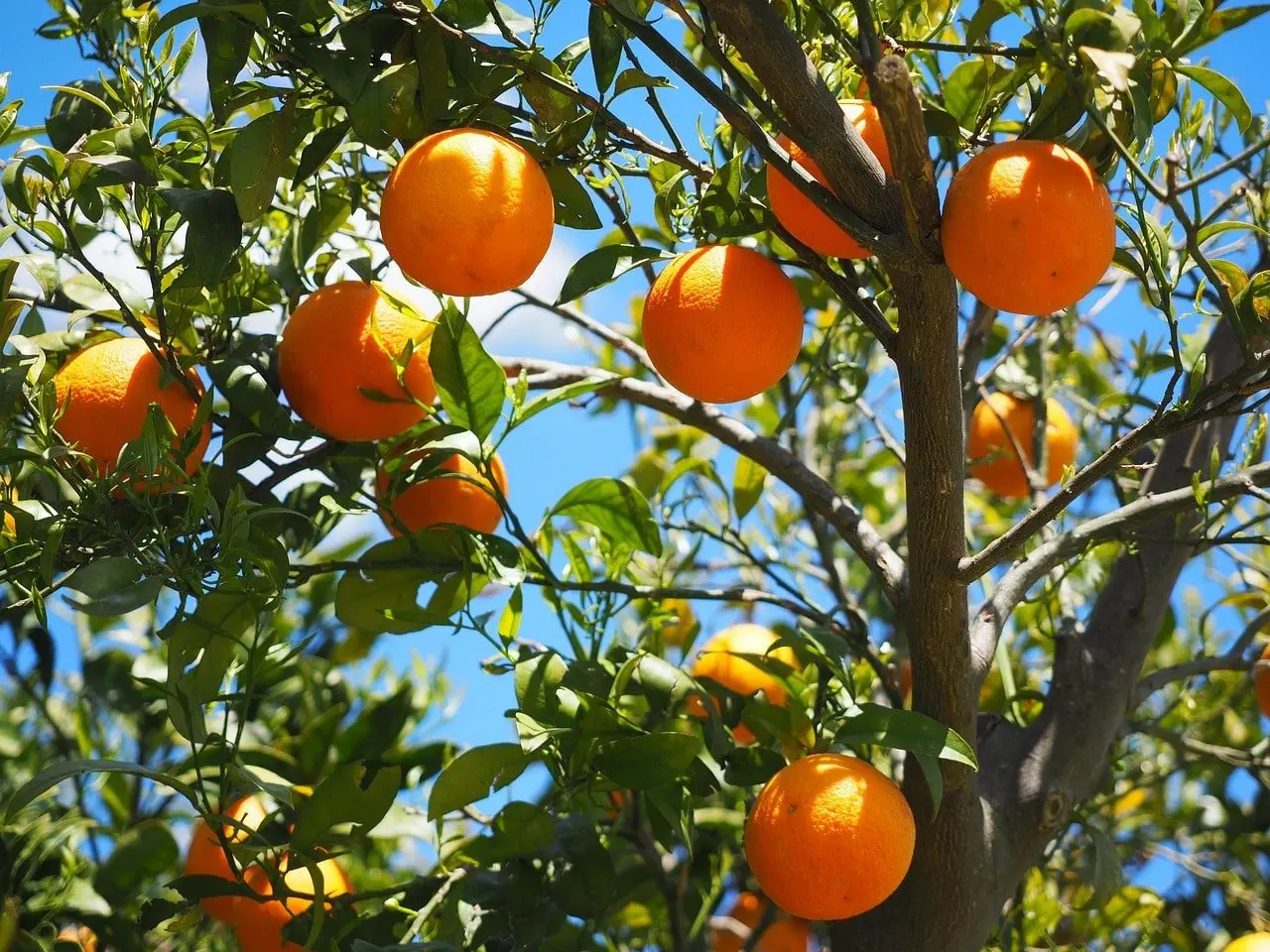 Máy Ép Trái Cây Thương Mại Multifruit: Những Lợi Ích Không Ngờ Tới
