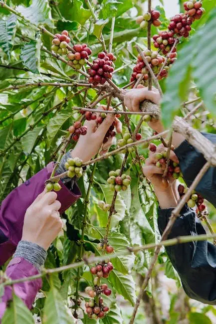 Cách làm cà phê Ristretto đậm đặc kiểu Ý