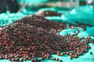 Cách Làm Coffee Granita Ý Độc Đáo: Món Tráng Miệng Mát Lạnh Không Thể Bỏ Qua